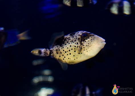 Pineapple Triggerfish Manhattan Aquariums