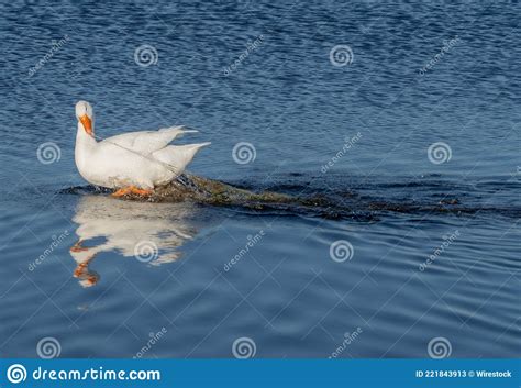 Domestic Geese On The Lake Stock Image Image Of Trap Beak 221843913