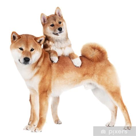 Shiba inu welpen rüden abgabebereit. Poster Shiba Inu Hund mit einem Welpen • Pixers® - Wir ...