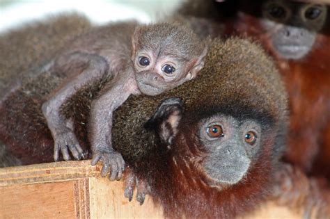 New Mum Inca The Red Titi Monkey Takes A Break This Mothers Day