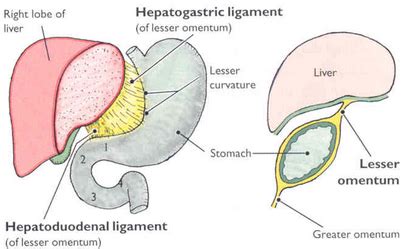 Kuvahaun Tulos Haulle Omentum Majus Abdominal Anatomy Greater