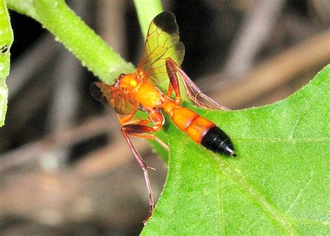 Black Tipped Orange Ichneumon Wasp Ctenochares Bicolorus