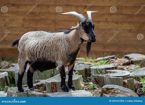 Domestic Goat Capra Hircus Farmed Domestic Animal Stock Photo Image