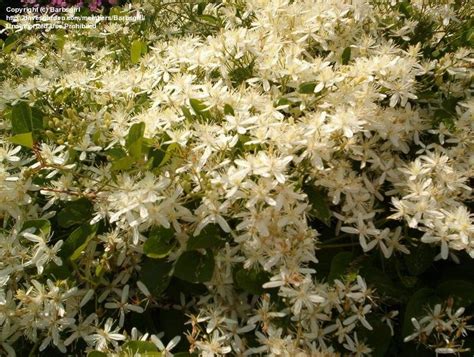 A&t state university work in tandem, along with federal, state and local governments, to form a strategic partnership called n.c. PlantFiles Pictures: Clematis, Forsteri Clematis, Early ...