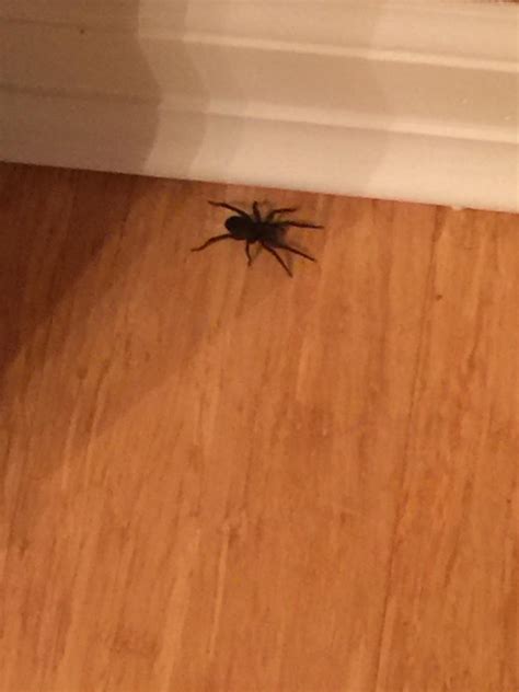 Cant Figure Out What Kind Of Spiders Are Invading My New House