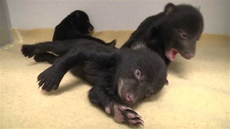 Black Bear Cubs Youtube