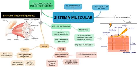 Mapa Mental Sistema Muscular Nutrição Esportiva