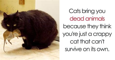 68 Amazing Cat Facts That You Probably Didnt Know Bored Panda