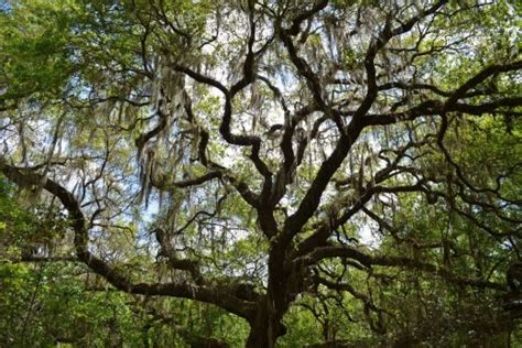 Florida Oak Trees 11 Types Of Oak Trees In Florida Plantisima