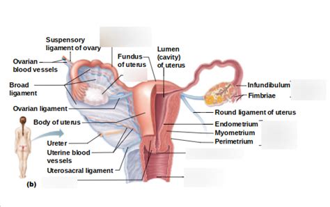 Female Reproductive System Diagram 2 Diagram Quizlet