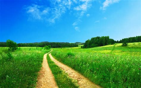 1440x900 Resolution Photography Of Pathway Between Green Leaf Field