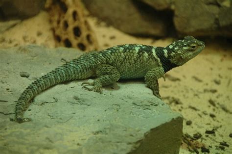 Blue Spiny Lizard Facts And Pictures Reptile Fact