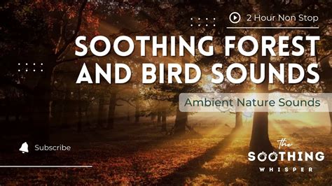 Soothing Forest And Bird Sounds Ambient Nature Sounds And Screensaver