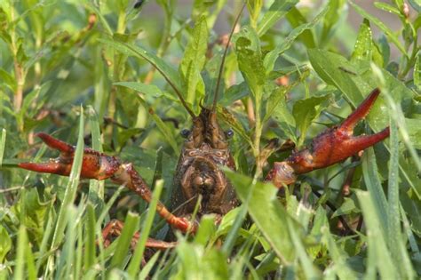 Crayfish Control For The Lawn Yard And Garden