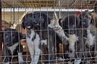 Hunderettung Europa: Wir gründen einen eigenen Tierschutzverein