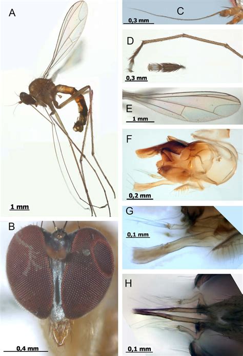 Amblypsilopus Andasibensis Sp Nov Holotype ♂ Smnhtau A Habitus
