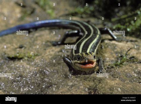 Close Up Of An Expressive Smiling Five Lined Skink Eumeces Facsiatus
