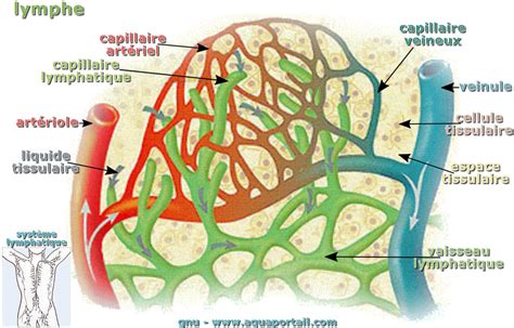 Lymphe Définition Et Explications