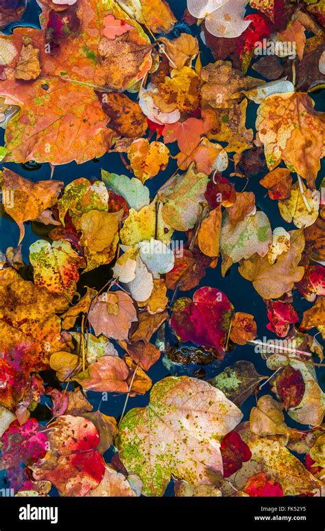 Autumn Colored Leaves Floating In Water Stock Photo Alamy