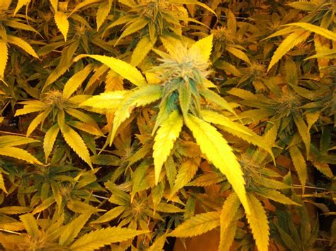 Yellowing Leaves Too Early THCFarmer Cannabis Cultivation Network