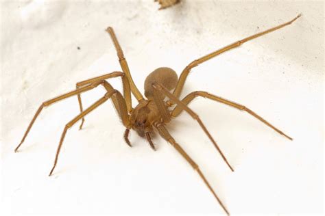 Brown Recluse Vs Hobo Spider