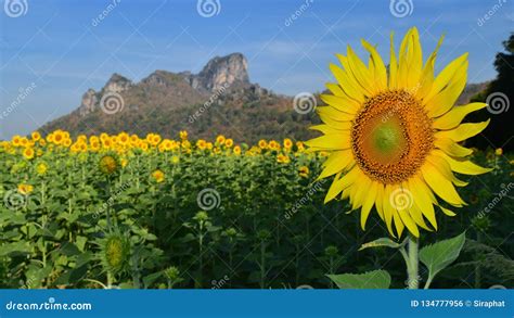 Sunflower Field With Mountain Background Stock Photo Image Of Growth