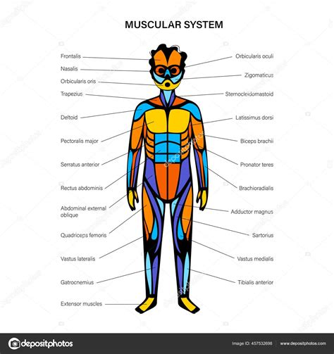 Sistema Muscular Humano Vector Gráfico Vectorial © Pikovit Imagen