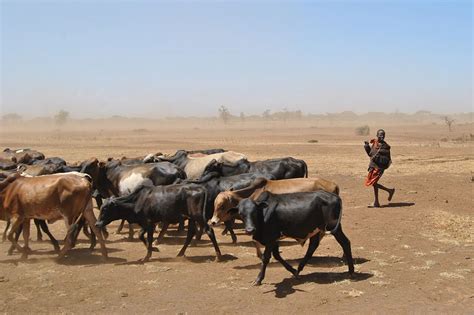 Animal Herders Of Somalia Portal To Africa