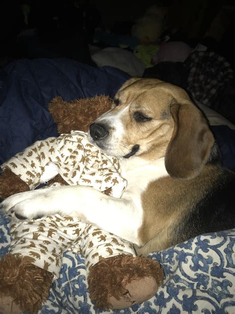 Bruce The Beagle Loves His Teddy Rpuppysmiles