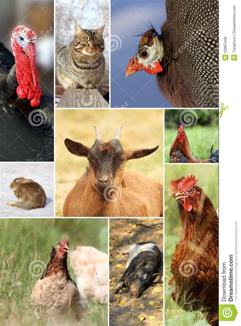Collage With Different Farm Animals Stock Image Image Of Domestic