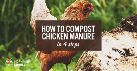 Then, dredge them in the flour or crumbs. Chicken Manure Fertilizer - How to Compost Chicken Manure