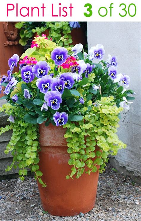 Colorful Mixed Pots Flower Gardening With 30 Plant Lists A Piece Of