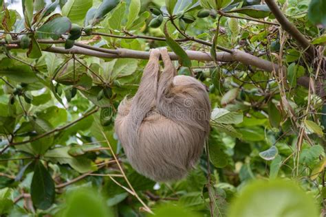 Brown Throated Three Toed Sloth Bradypus Variegatus In The Wild Forest