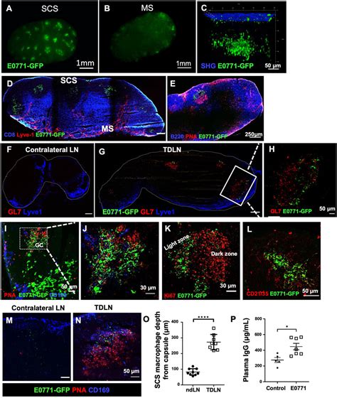 Frontiers Tumor Draining Lymph Node Reconstruction Promotes B Cell