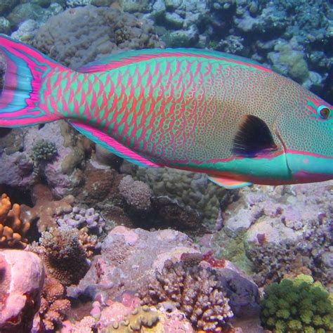 Great Barrier Reef Animals Great Barrier Reef Liveaboards Biz Insights