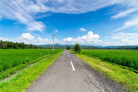 Beautiful Atmosphere Of Rice Fields In Rural Areas Purworejo Indonesia