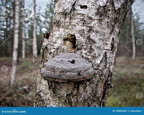 Old Fungus On The Old Birch Tree Trunk Stock Image Image Of White