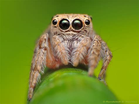 Jumper Spider Jumping Spiders Has The Ability To Jump A Di Flickr