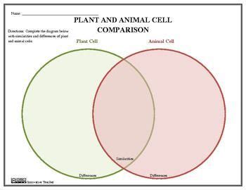 Both of these cell types. 19 best Cell Cake images on Pinterest | School projects ...