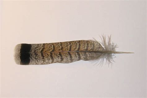 Ruffed Grouse Feather Ruffed Grouse Feather 4310