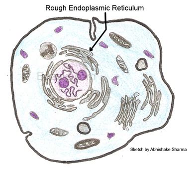 Endoplasmic reticulum is regarded as the highway of the cell! Rough ER - THE INNER WORKINGS OF AN ANIMAL CELL