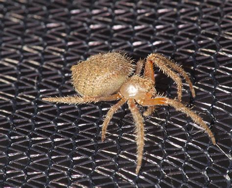 Spider Male Tropical Orb Weaver Eriophora Edax