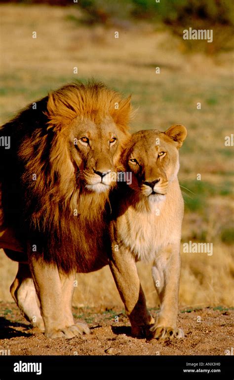Lion Protecting Lioness Quotes Revolvediy
