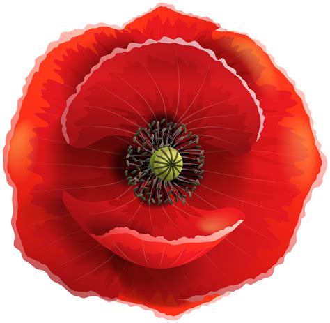 Poppy Transparent Png Clip Art Image Gallery