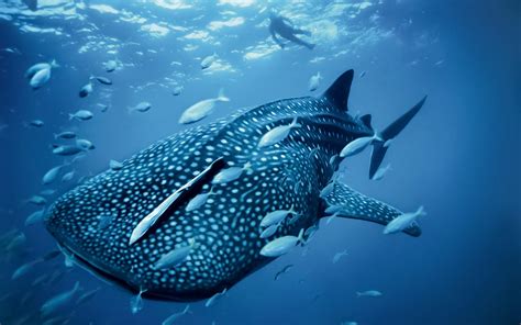 Whale Shark In Australian Blue Sea Animal Wallpaper Hd