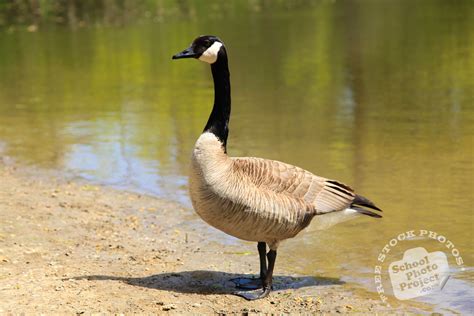 Canada Goose Stock Adult Canada Goose In Green Grass Stock Photo