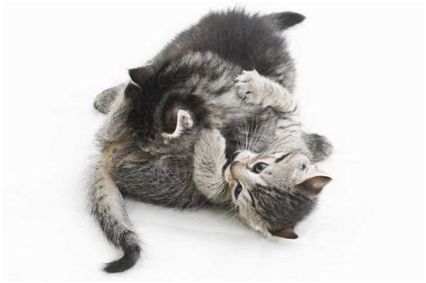 Domestic Cats Kittens Playing Together Stockphoto