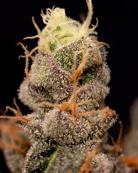 How To Take Cannabis Macro Pictures Growdoctor Guides
