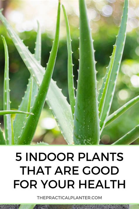 5 Amazing Indoor Plants That Are Good For Your Health The Practical