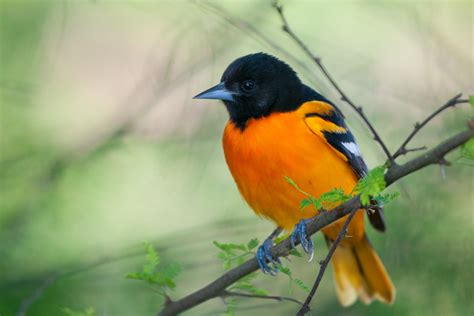 Five Things Every Bird Lover Should Know About The Baltimore Oriole